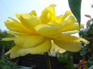 Rose Golden Showers (2011, August 04)