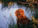 A Golden Sunset