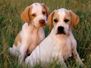 Ashley and Amber, Pointer Pups