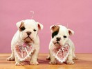 Be Our Valentines