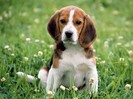 Beagle Love