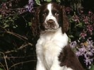 Charles, English Springer Spaniel