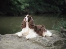 Chelsea, Champion English Springer Spaniel