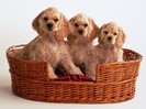Cocker Spaniel Puppies