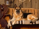 Country Canine, German Shepherd