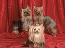 Courting the Yorkie