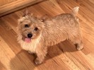 Happy to See You, Norwich Terrier