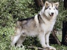 Hugabear, Champion Alaskan Malamute