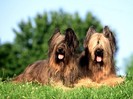 In Need of a Trim, Briard