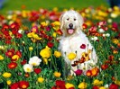 Irish Wolfhound Mix