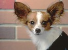 Leather, Papillion