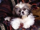 Lil Rascal, Shih-Tzu