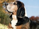 Mollie, Bassett Hound