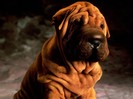 Mr. Wrinkles, Shar Pei