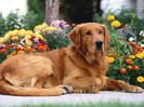 Patience is Golden