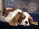 Percy, Cavalier King Charles Spaniel