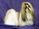 Perfect Hair Day, Champion Shih Tzu