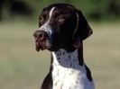 Polly the Pointer, White and Liver