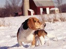Rabbit Season in Michigan