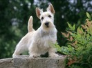 Samari, Scottish Terrier, -Wheaten- Color
