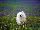 Summer Play, Samoyed