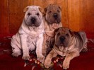Three\'s Company, Shar-Pei Puppies