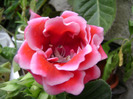 DSC07474