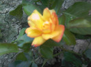 Photo-0126 (2)