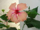 hibi pink shower sport