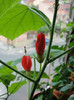 malvaviscus rouge
