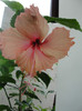 hibi pink shower sport