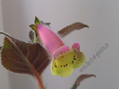 New - Kohleria Viktoria