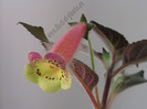 NEW - Kohleria Viktoria