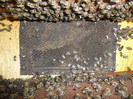 P1070371