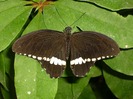 butterfly-4403_640