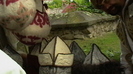IMGA0606