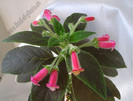Kohleria Yf s Mika
