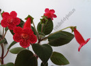 Kohleria Yf s Lucica