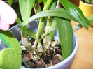 orhidee 103