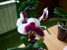 orhidee 112