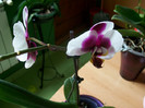 orhidee 114