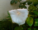 datura