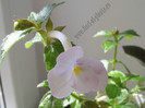 Achimenantha Blue David 13