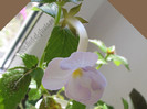 Achimenantha Blue David 14