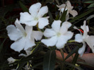 SAM_0610