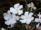 SAM_0611