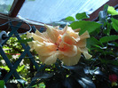 SAM_0631