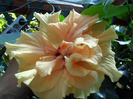 SAM_0633