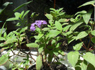 SAM_0643