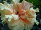 SAM_0646